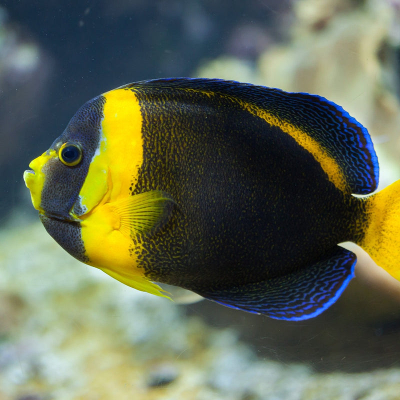 Scribbled Angelfish - XL