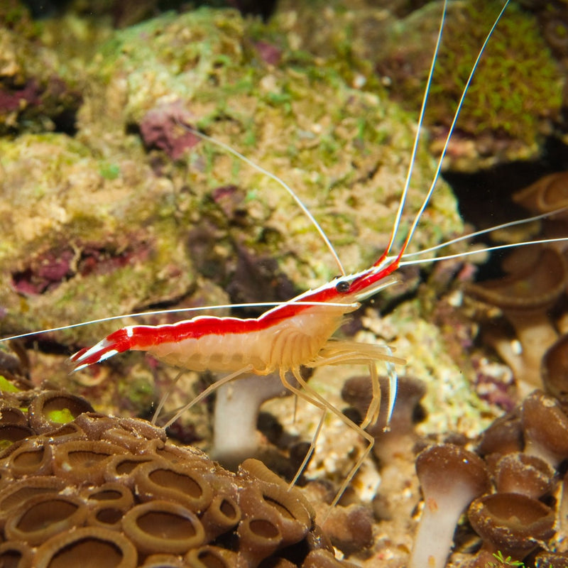 Skunk Cleaner Shrimp