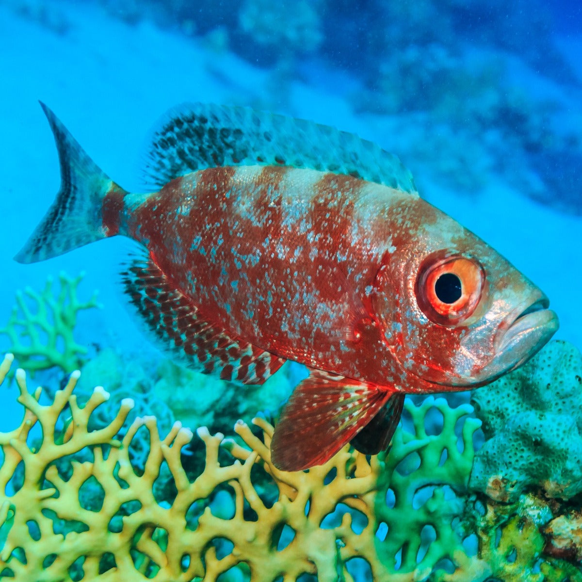 Squirrel Fish — Kraken Corals