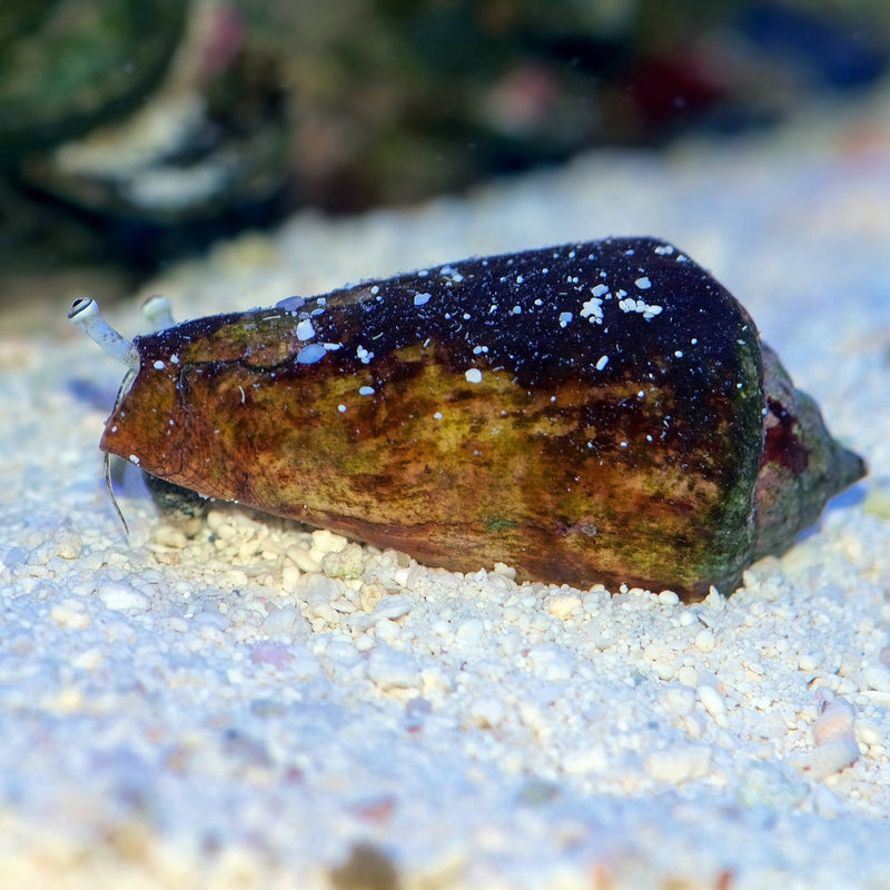 Orange Lip Strawberry Conch