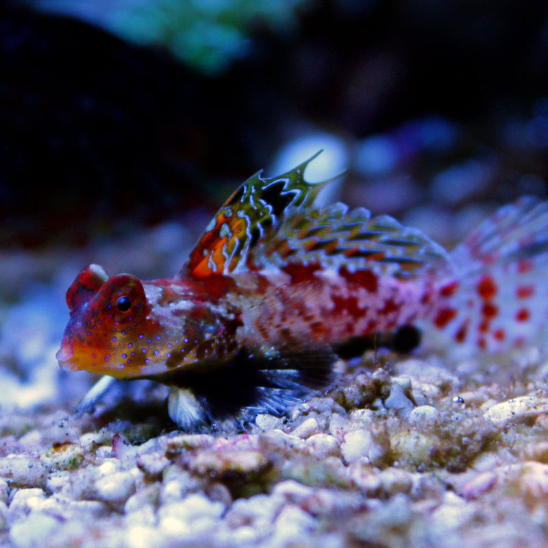 Flame / Ruby Scooter Blenny
