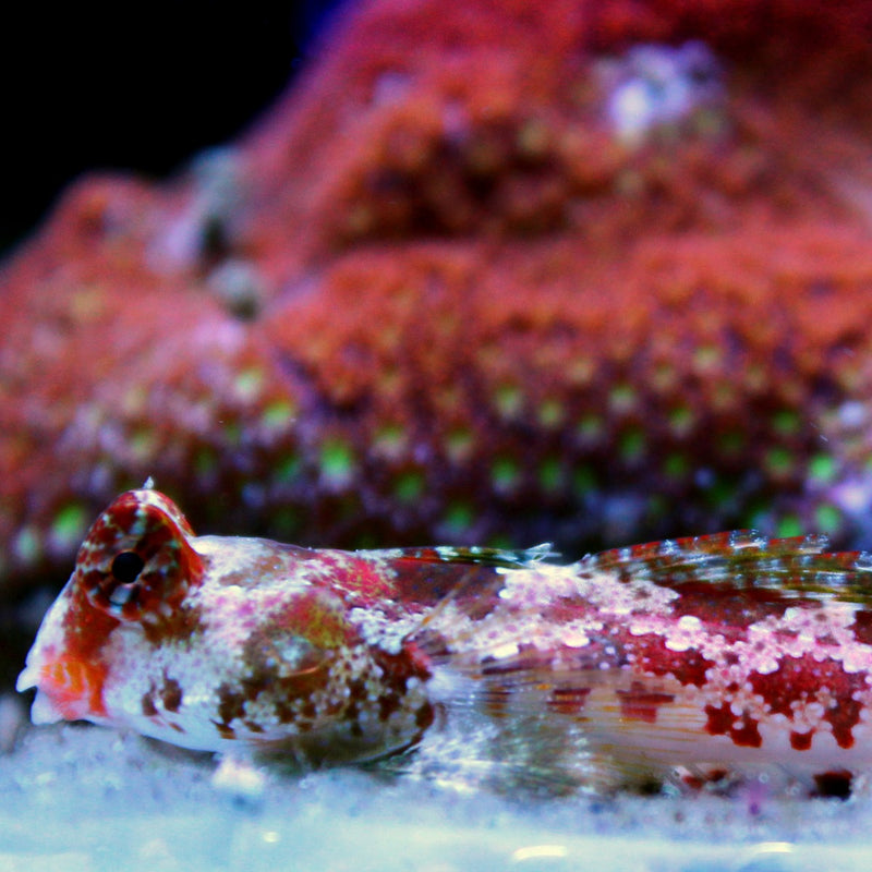 Scooter Blenny - Pink