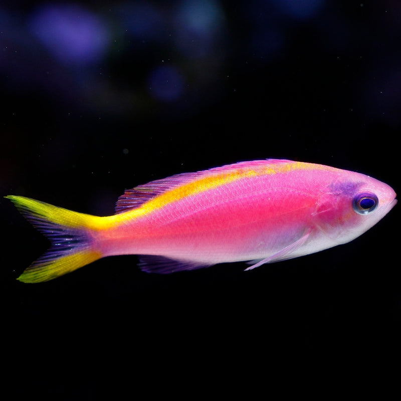 Purple Queen / Tuka Anthias