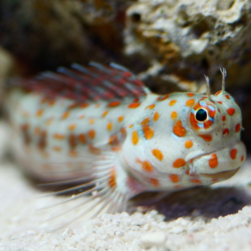 Red Spot / Orange spot Flymo Blenny