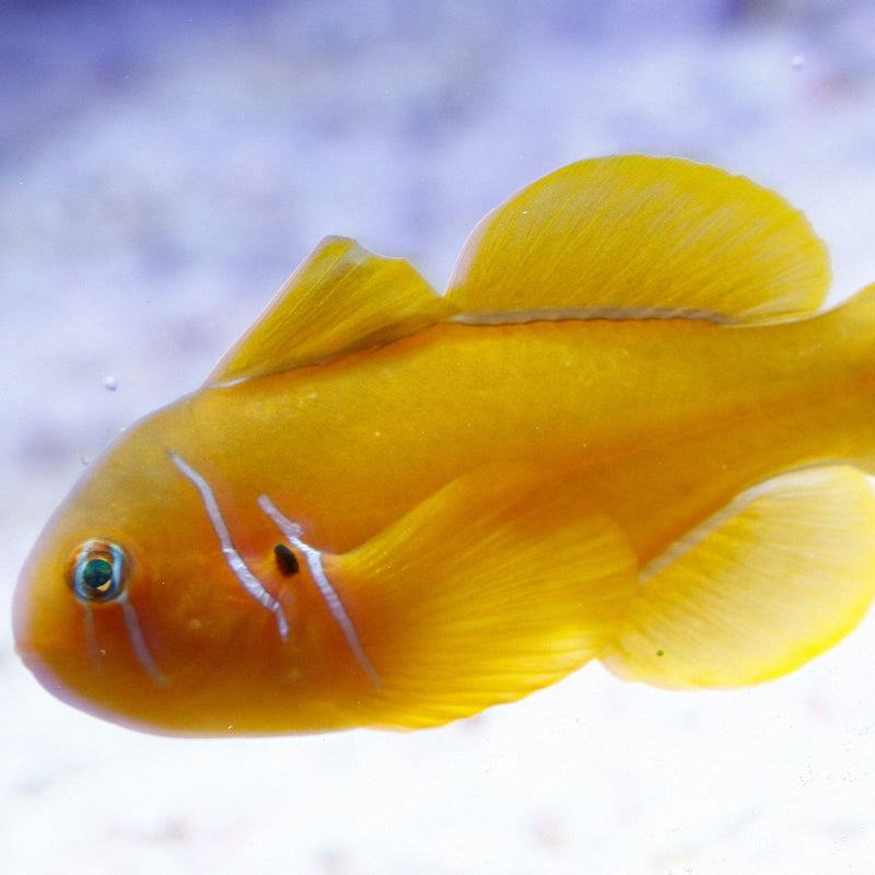 Saffron Goby