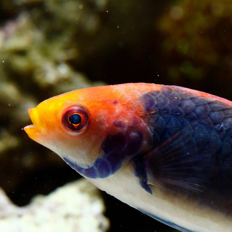Gold Flash / Orange Back Fairy Wrasse