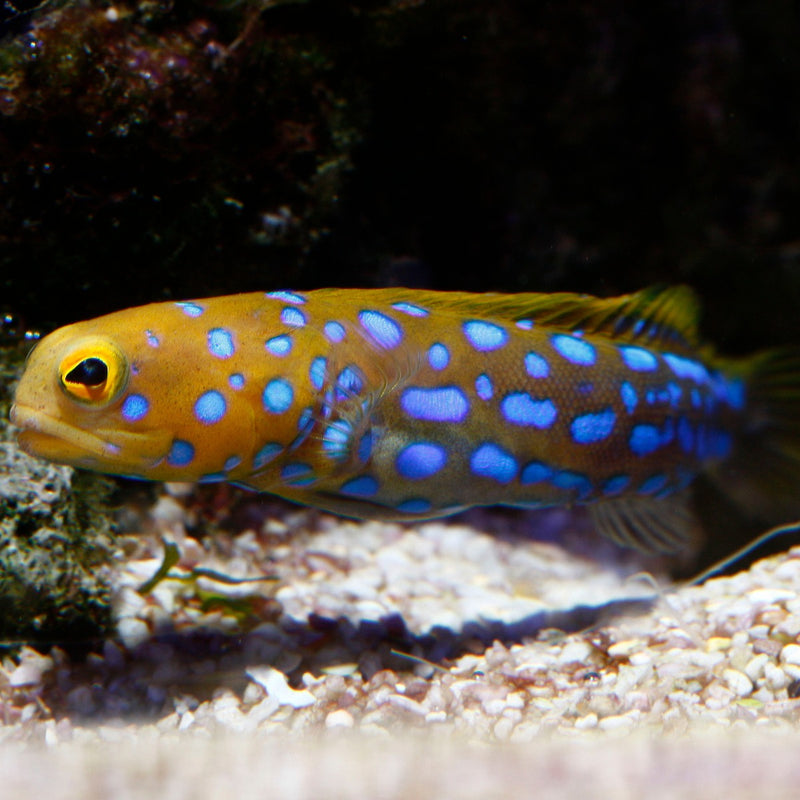 Blue Spotted Jawfish