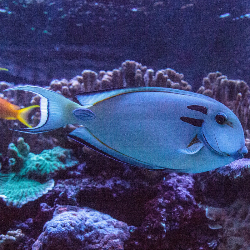 Vampire Tang