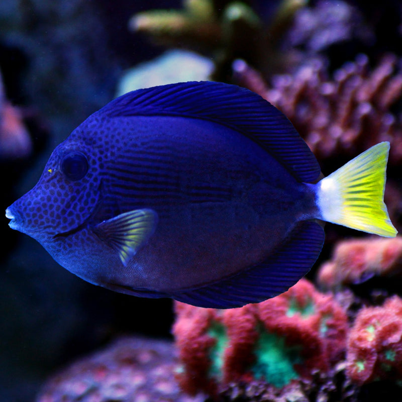 Purple Tang - Large