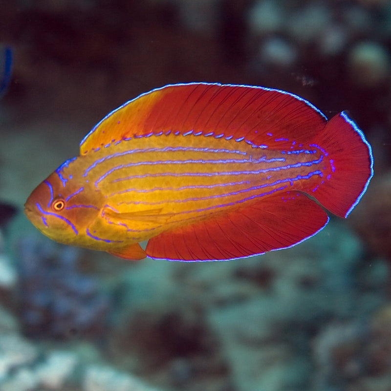 Eight Line Flasher Wrasse