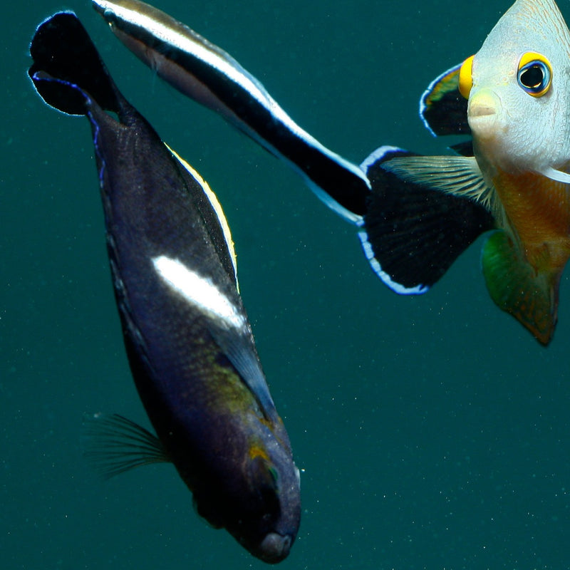 Keyhole Angelfish