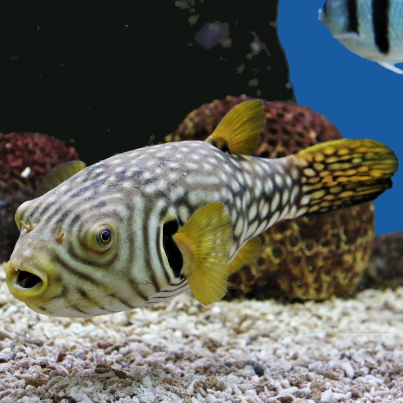 Stars and Stripes Puffer