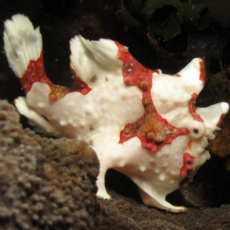 Wartskin Angler Fish