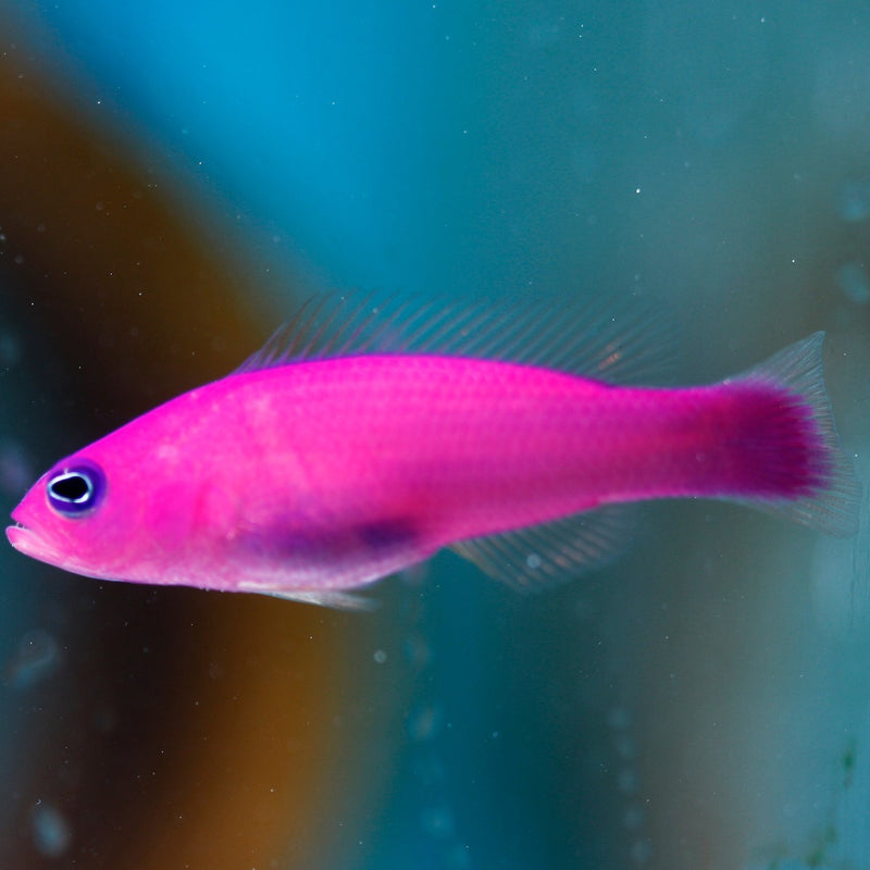 Strawberry Dottyback