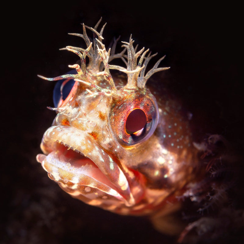 Barnacle Blenny