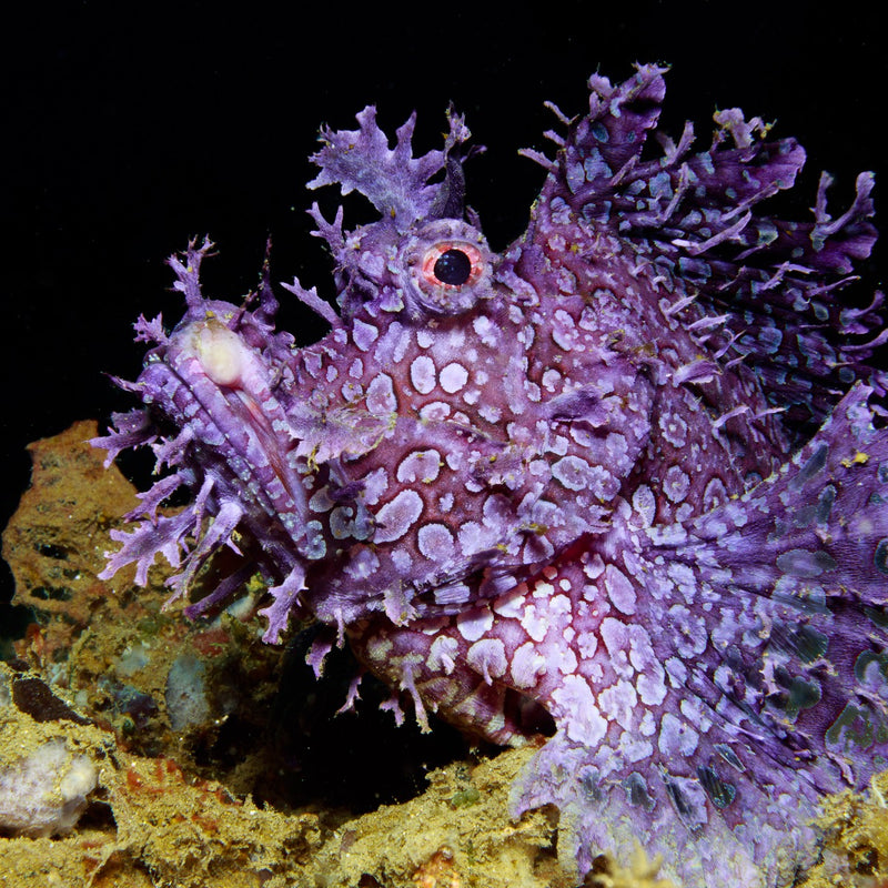 Rhinopias frondosa