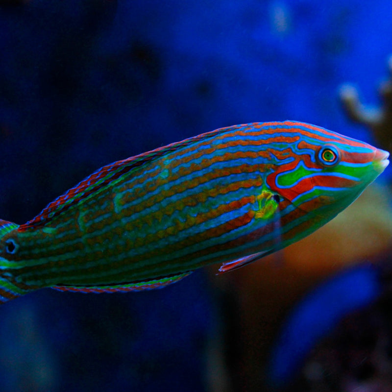 Melanurus  Wrasse