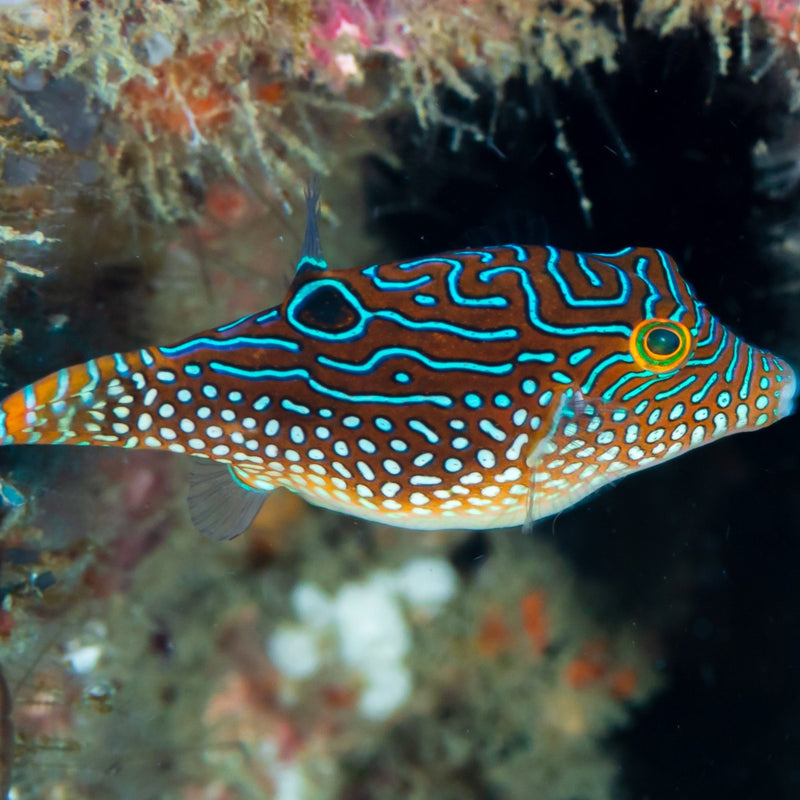 Blue Spotted Puffer