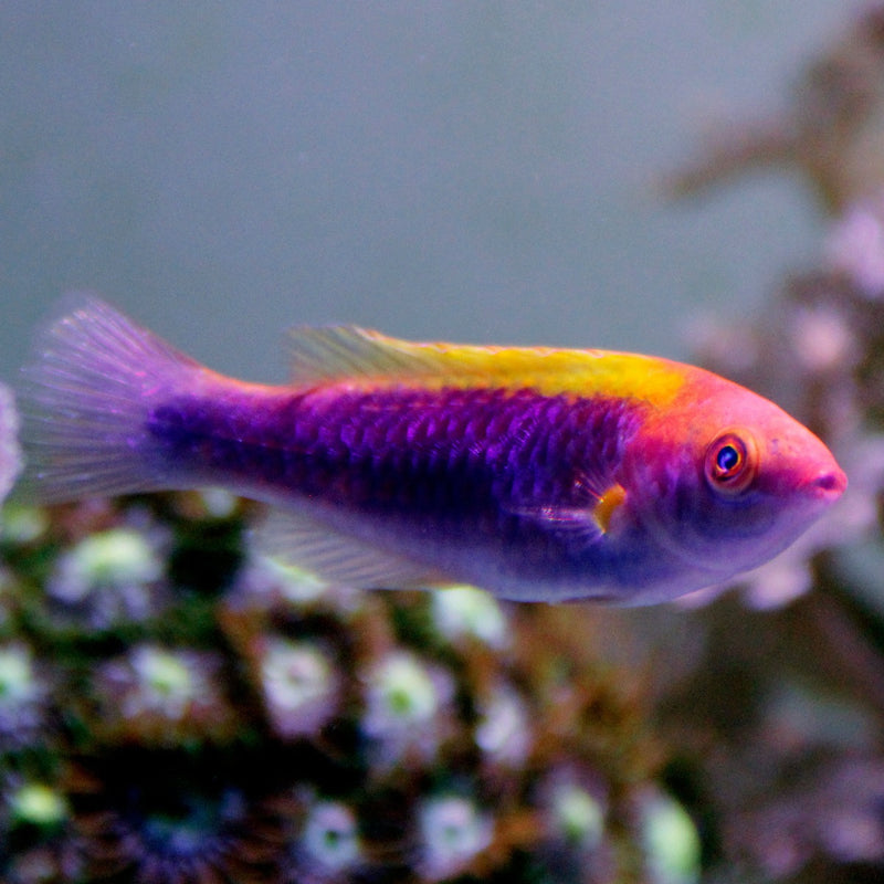 Multicolor Lubbock's Fairy Wrasse