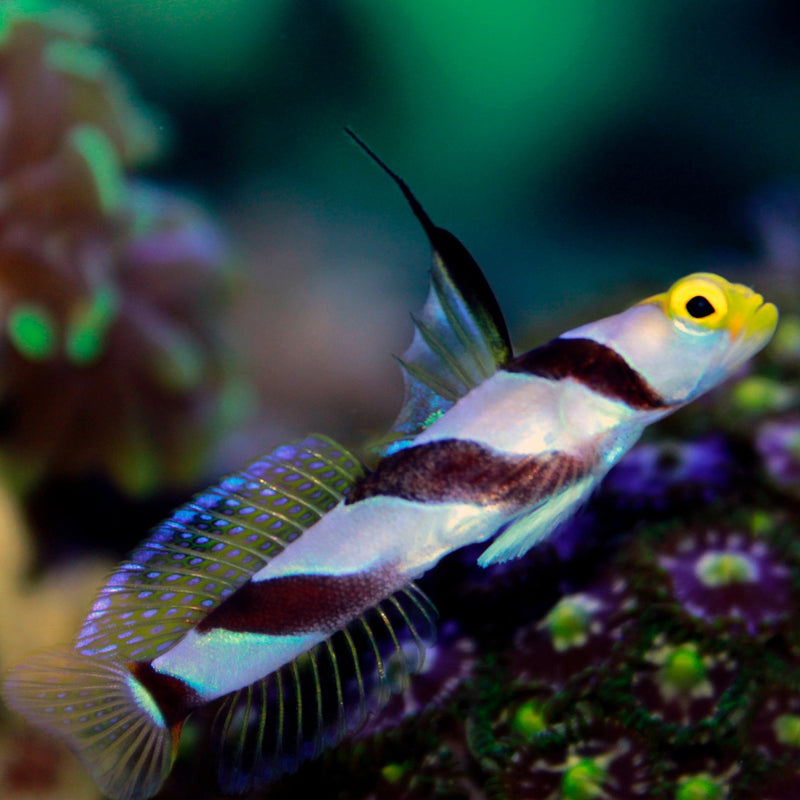 Hi Fin Banded Goby