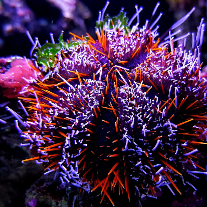 Tuxedo Urchin