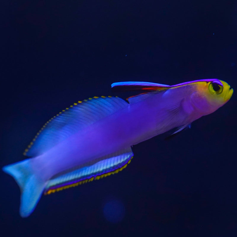 Bella Goby