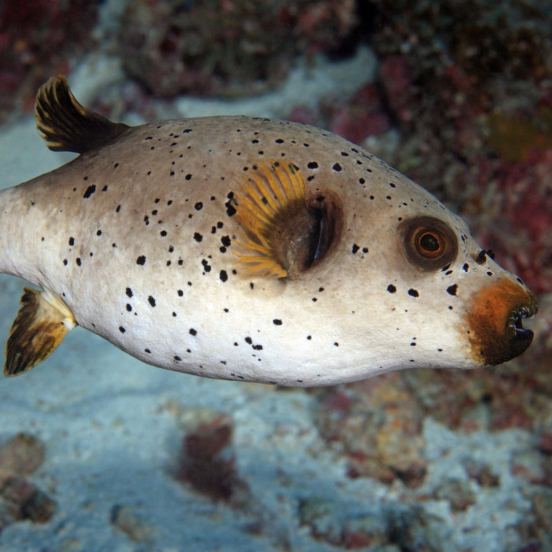 Dog Faced Puffer
