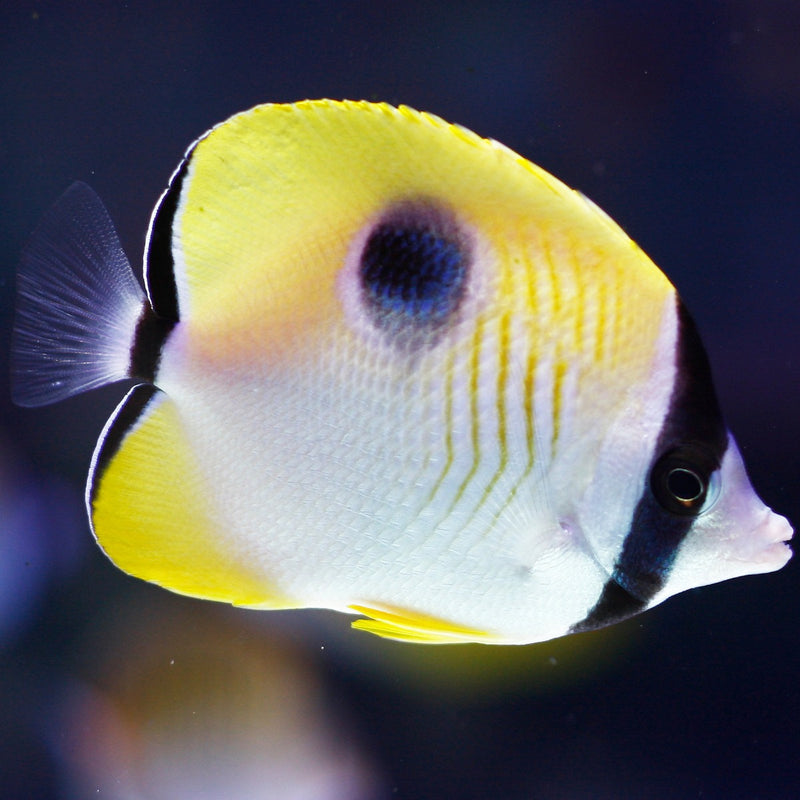 Teardrop Butterfly Fish