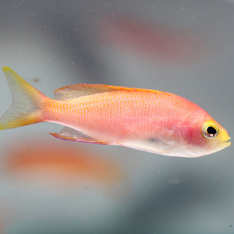 Resplendent Anthias