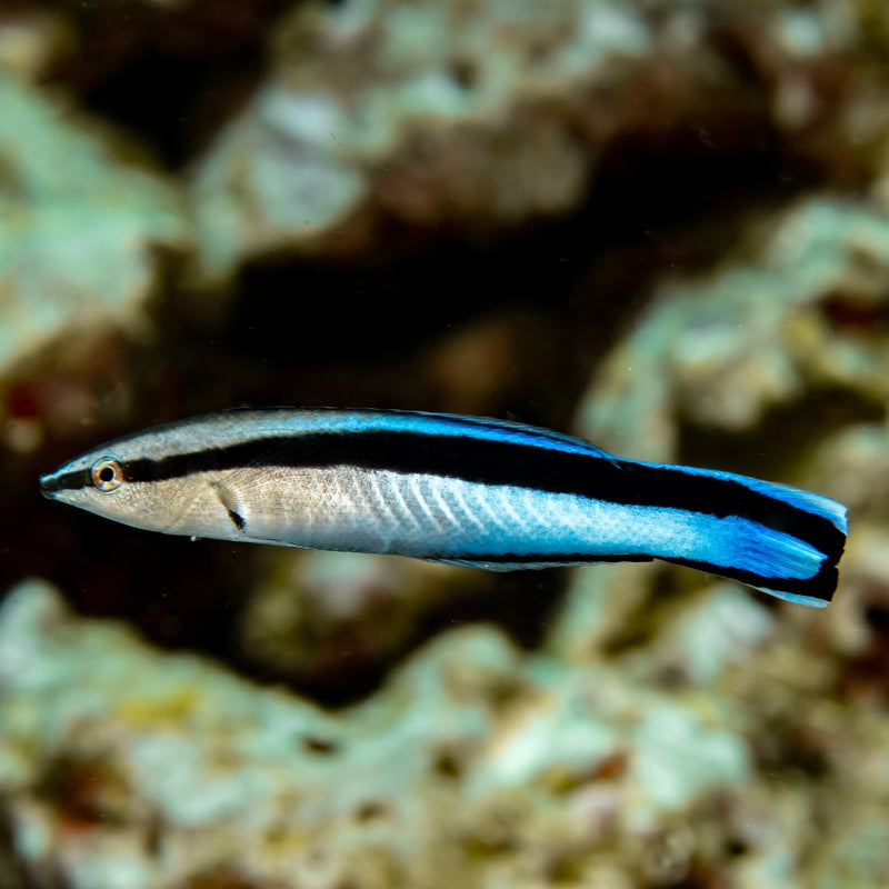 Cleaner Wrasse