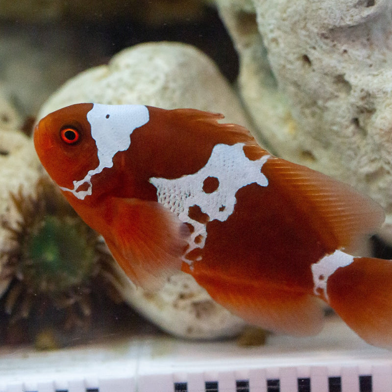 Lightning Maroon Clownfish Pair