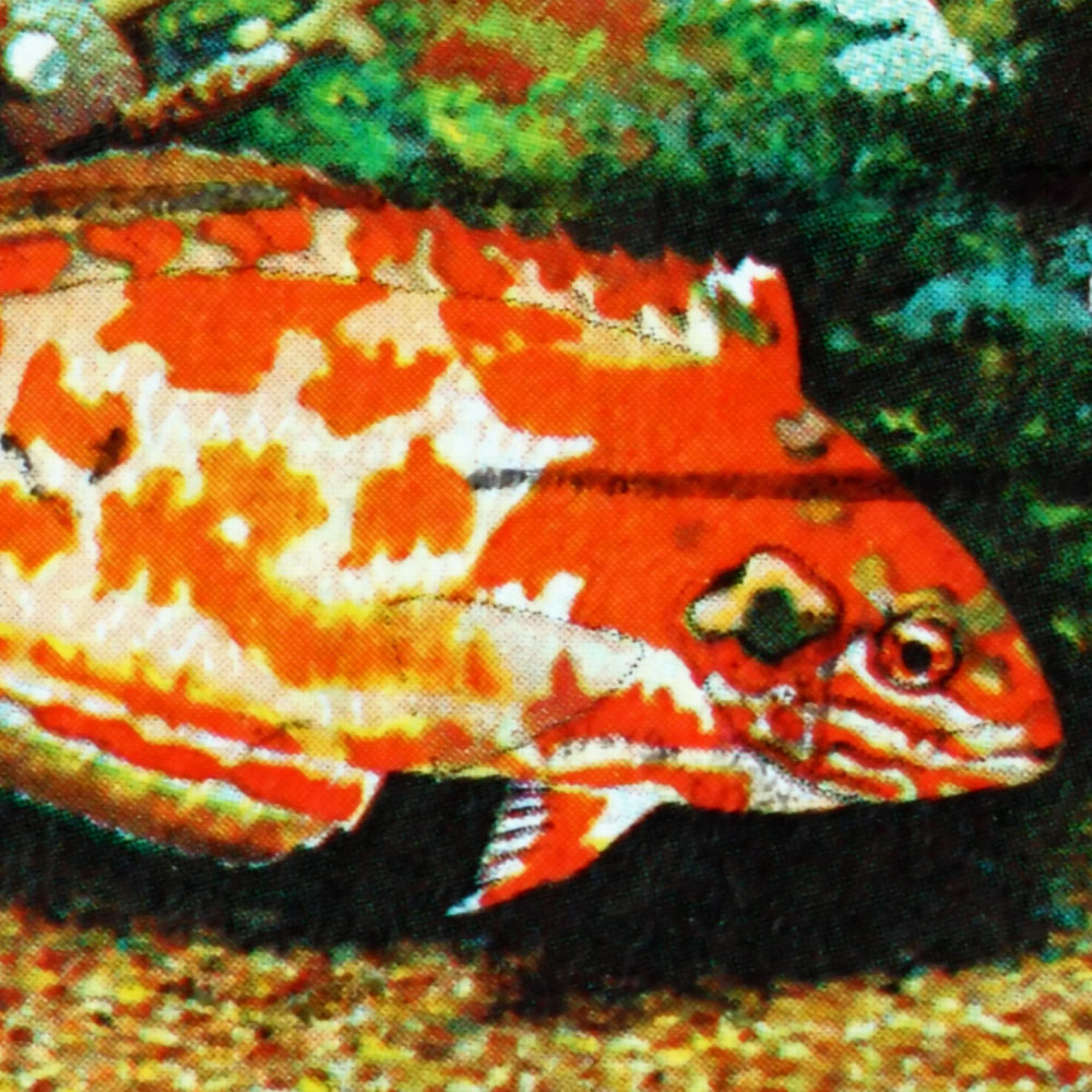 Api Choati Choati Red Leopard Wrasse | Kraken Corals