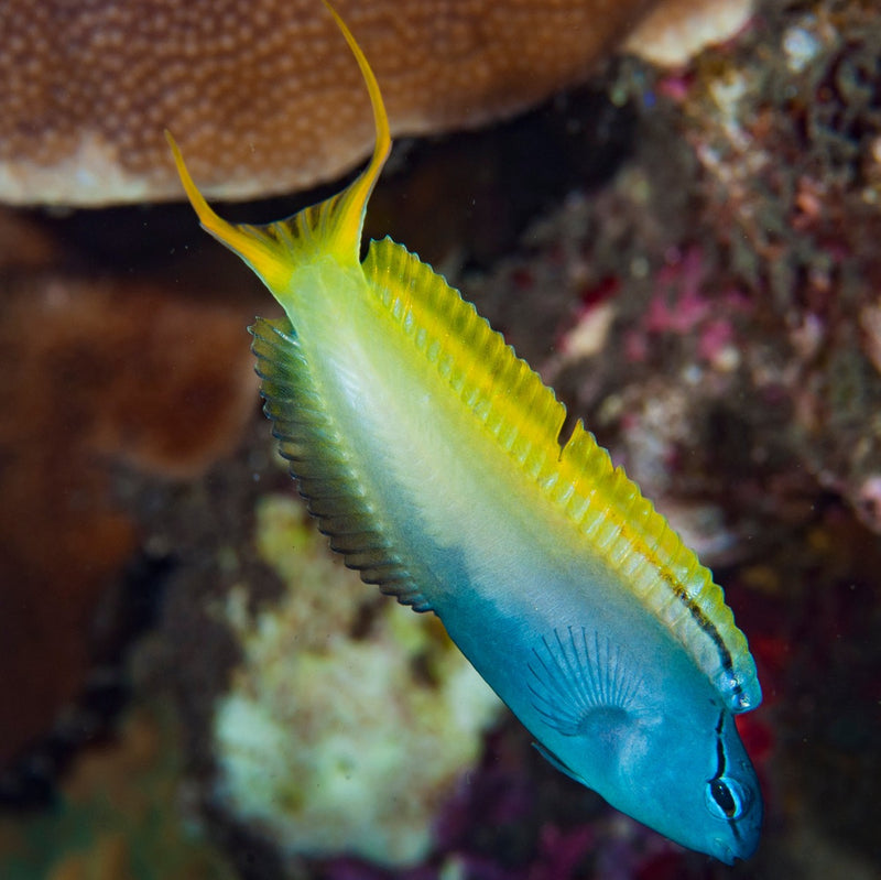 Forktail Blenny