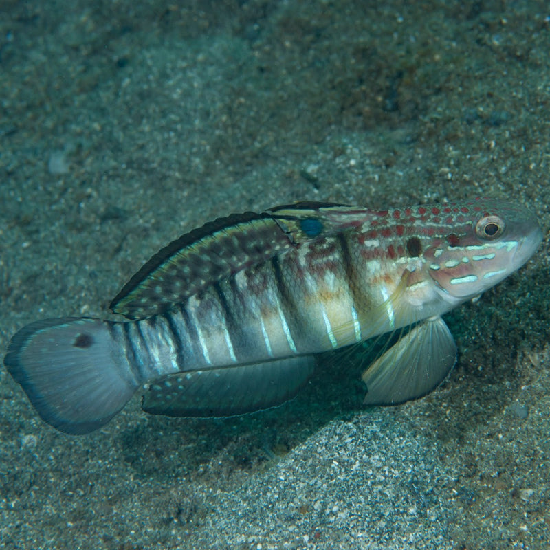 Whitebarred Watchman Goby