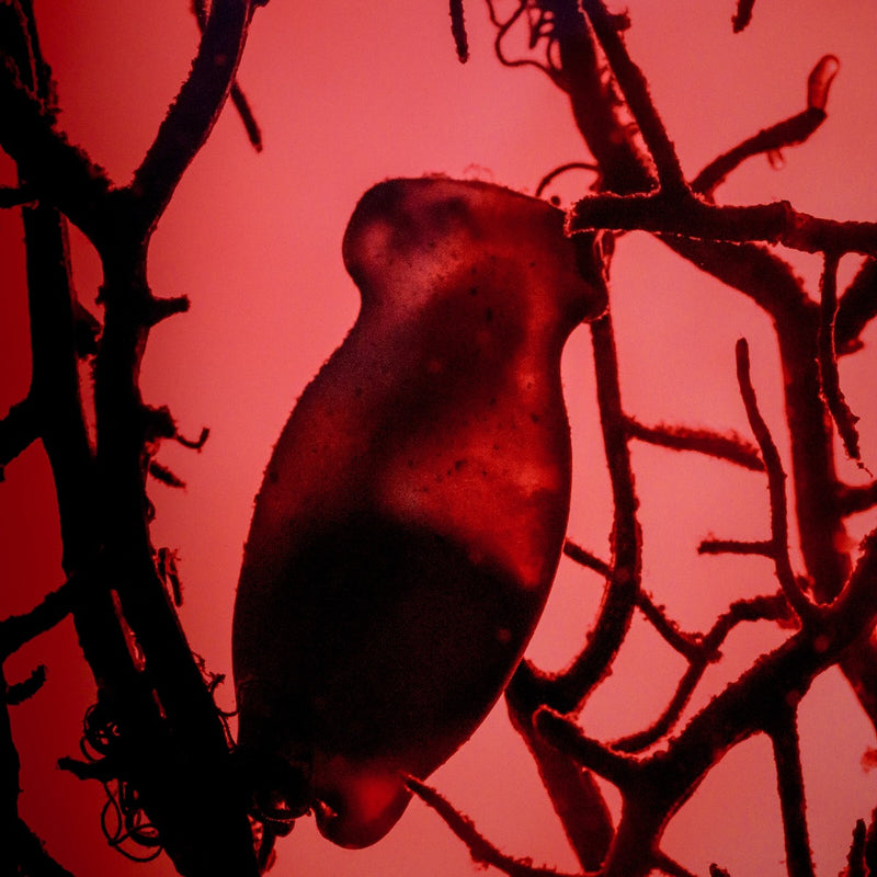 Bamboo Shark Egg