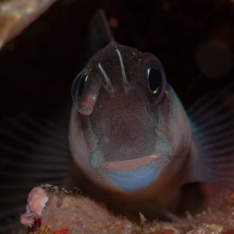 Brown Coral Blenny
