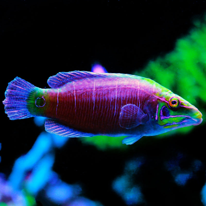 Mystery Wrasse
