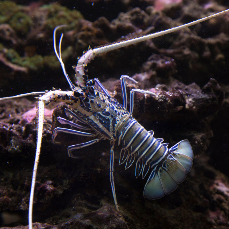 Blue Lobster