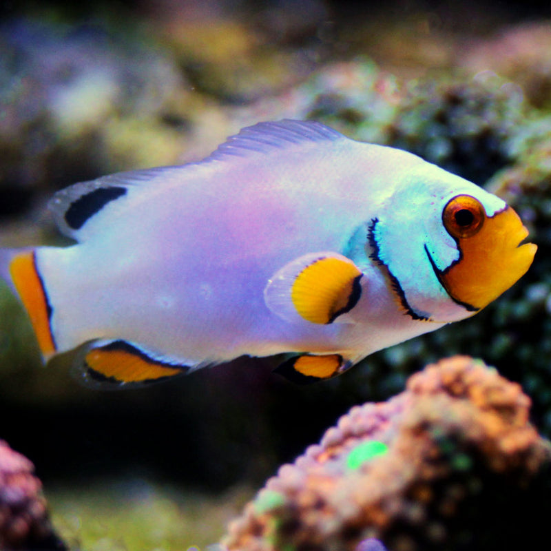 Platinum Clown Pair
