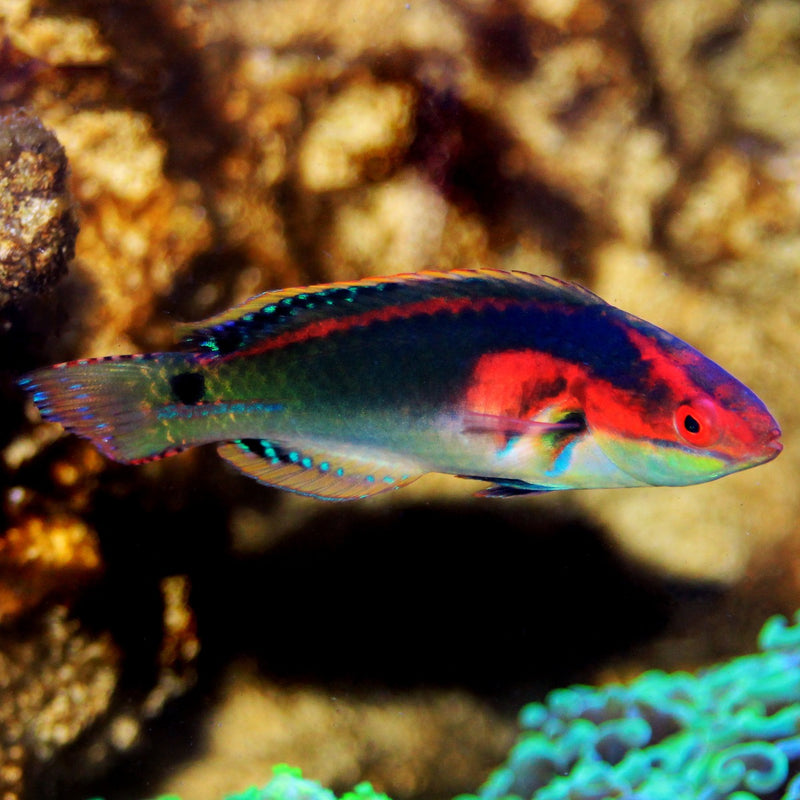 Exquisite Fairy Wrasse