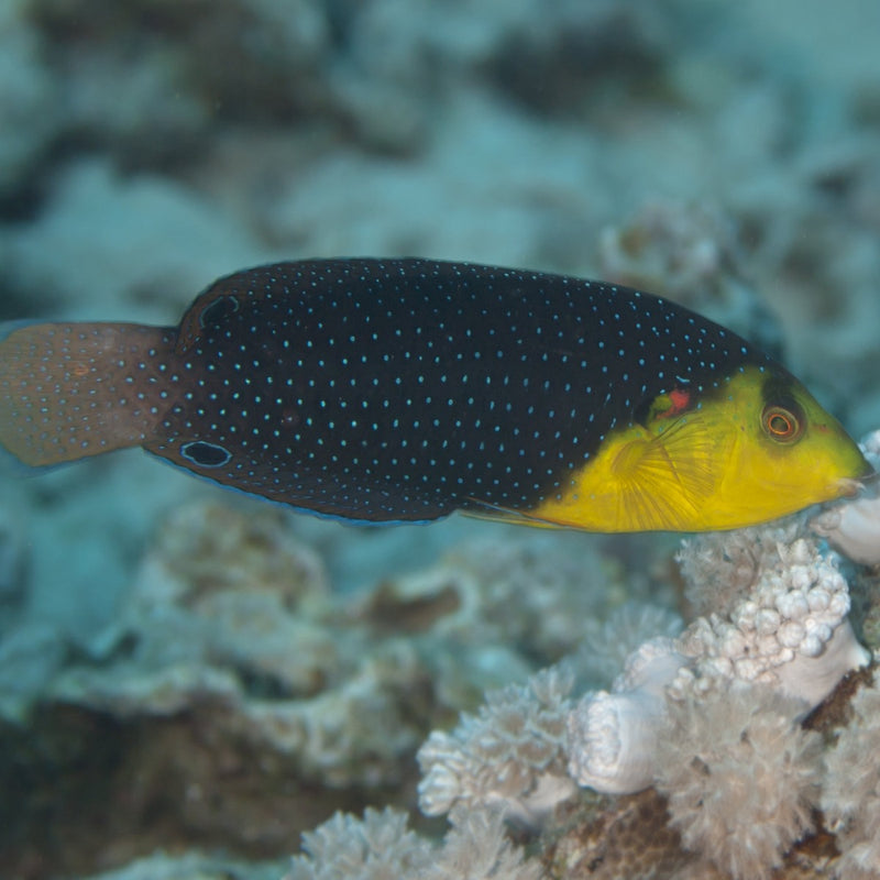 Twistii Wrasse