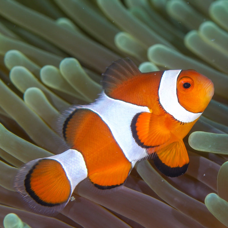 True Percular Clownfish Medium