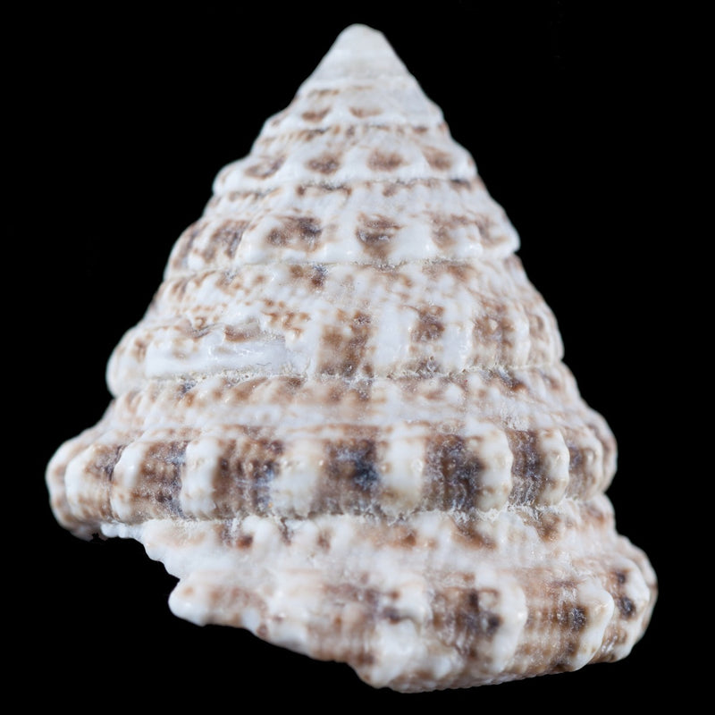 Turban Snail
