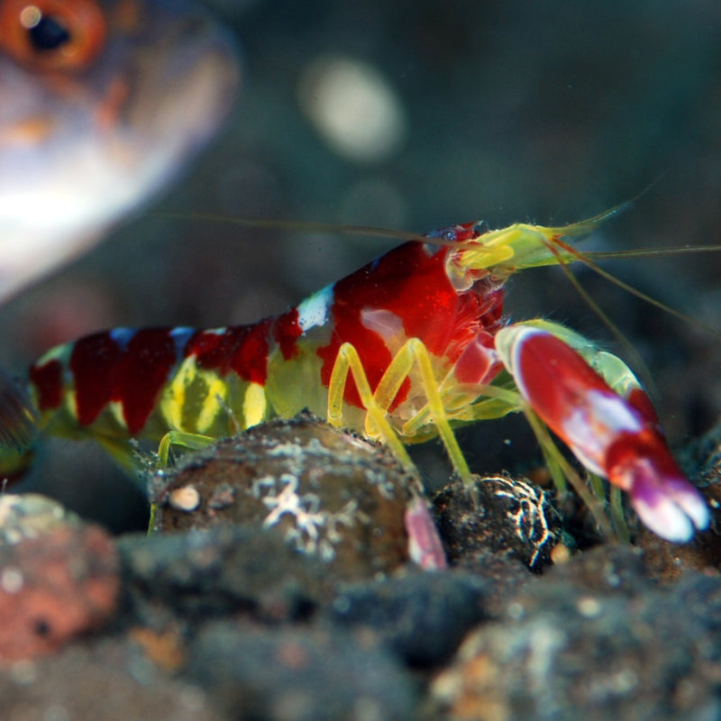 Watchman Goby & Tiger Shrimp Duo