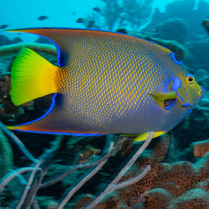 True Queen Angelfish