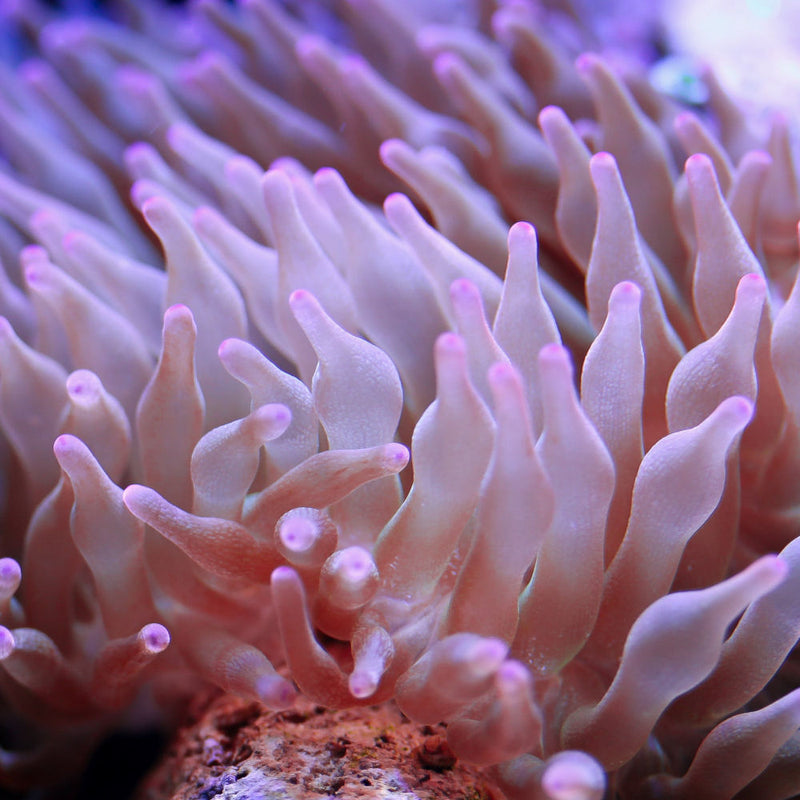 Bubble Tip Anemone - green