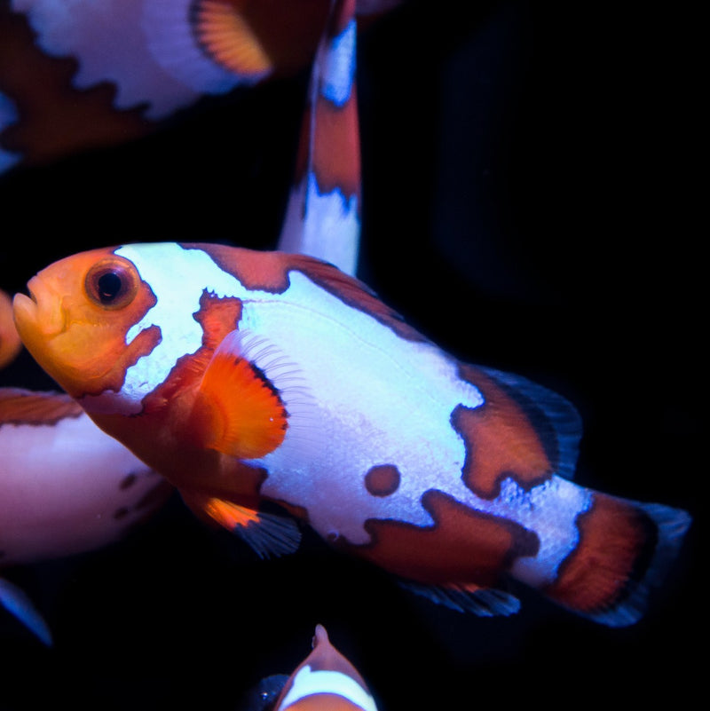 Snowflake Clown Fish Pair
