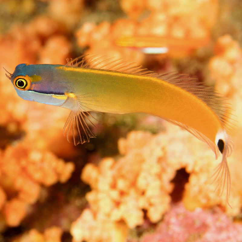 Goldstreak / Tailspot  Blenny