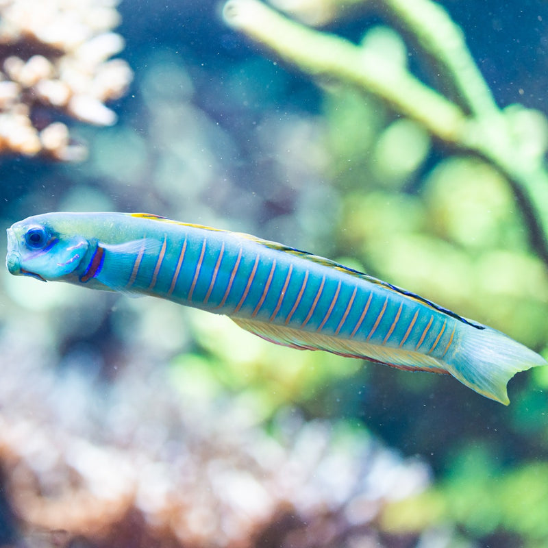 Shotsilk Goby (Zebra Barred Dartfish)