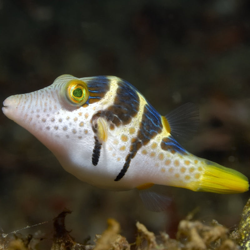 Valentini Puffer